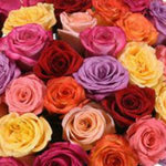 Standard Assorted Roses