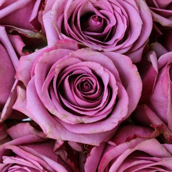 Cool Water Lavender Rose