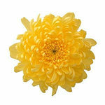 Yellow Football Mum