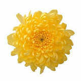 Yellow Football Mum