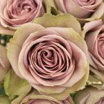 Amnesia Lavender Rose