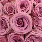 Blue Curiosa Lavender Rose