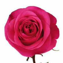 Load image into Gallery viewer, Hot Party Hot Pink Rose
