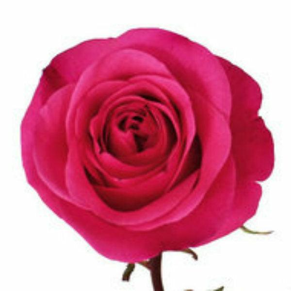 Hot Party Hot Pink Rose