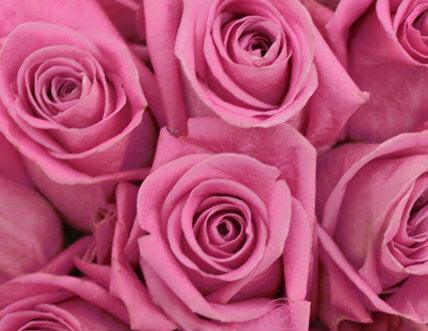 Soul Mate Lavender Rose