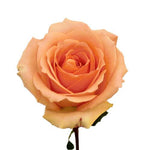 Versilia Peach Rose