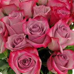 Deep Purple Lavender Rose