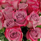 Deep Purple Lavender Rose