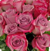 Deep Purple Lavender Rose