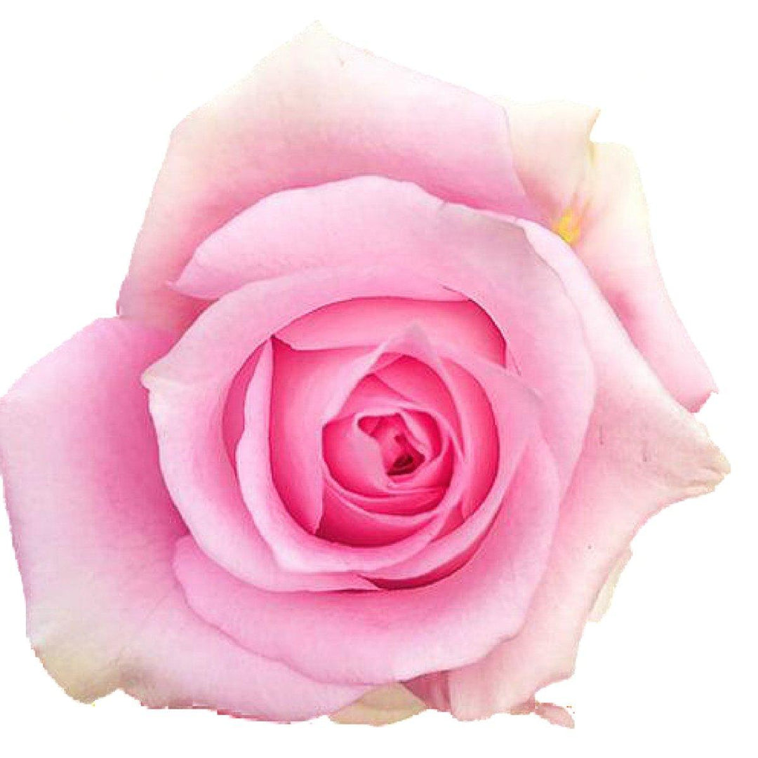 Wholesale Impression Pink Roses | Impression Pink Roses – 48LongStems.com