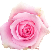 Load image into Gallery viewer, Impression Pink Roses Wholesale - 48LongStems.com
