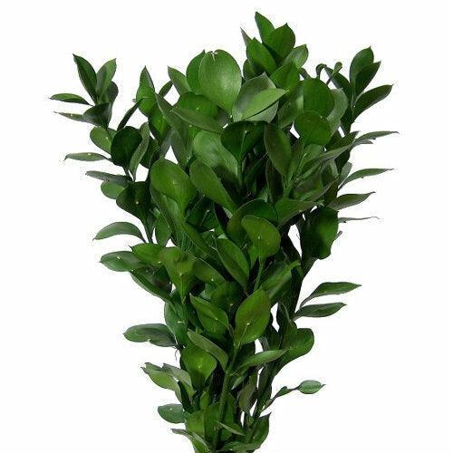 Israeli Ruscus - 48LongStems.com