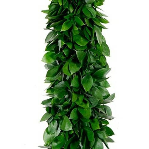 Israeli Ruscus Garland - 48LongStems.com