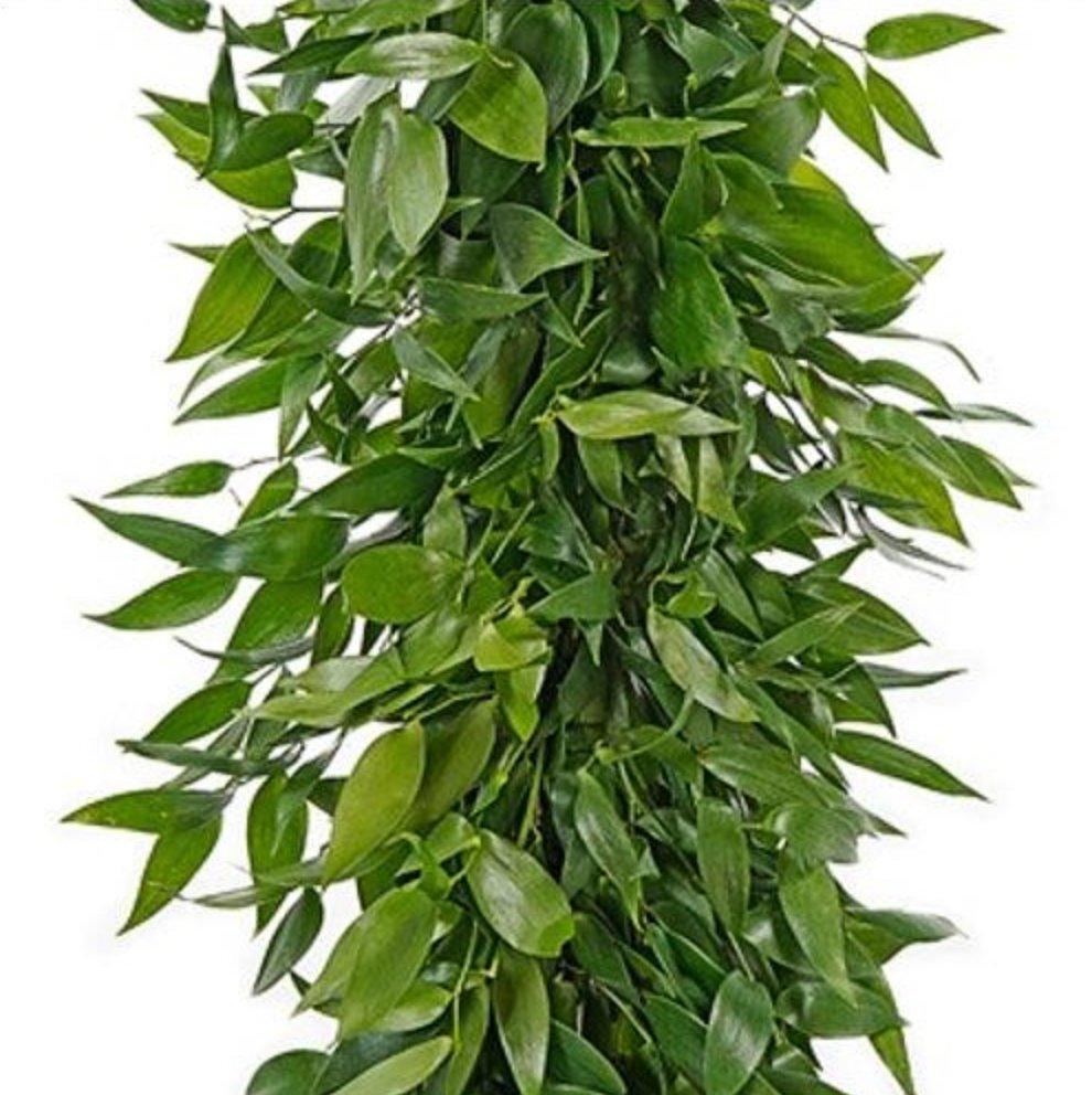 Italian Ruscus Garland - 48LongStems.com