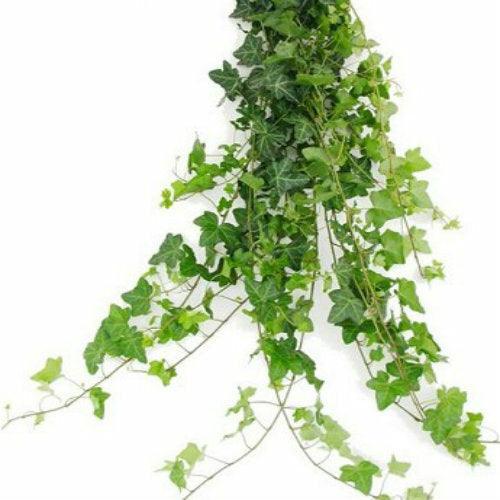 Ivy - 48LongStems.com