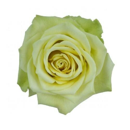 Jade Green Roses Wholesale | Bulk Green Roses – 48LongStems.com