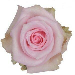 Jessica Pink Roses Wholesale - 48LongStems.com