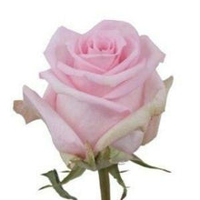 Load image into Gallery viewer, Jessica Pink Roses Wholesale - 48LongStems.com
