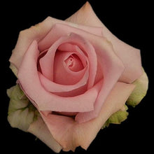 Load image into Gallery viewer, Jessica Pink Roses Wholesale - 48LongStems.com
