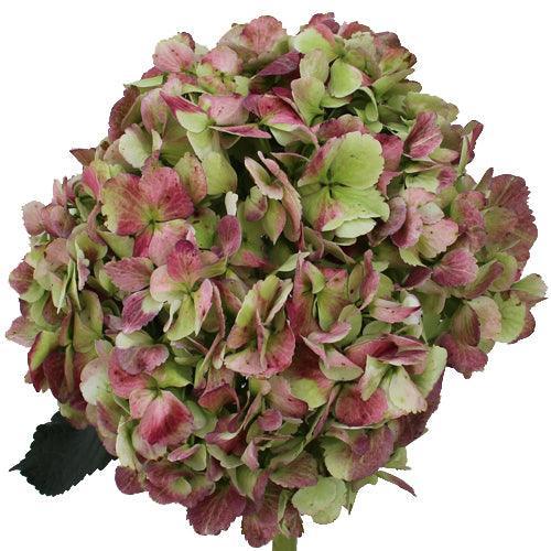 Jumbo Antique Green-Red Hydrangeas - Wholesale - 48LongStems.com