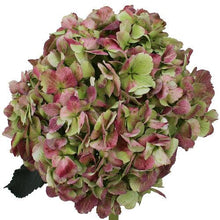 Load image into Gallery viewer, Jumbo Antique Green-Red Hydrangeas - Wholesale - 48LongStems.com
