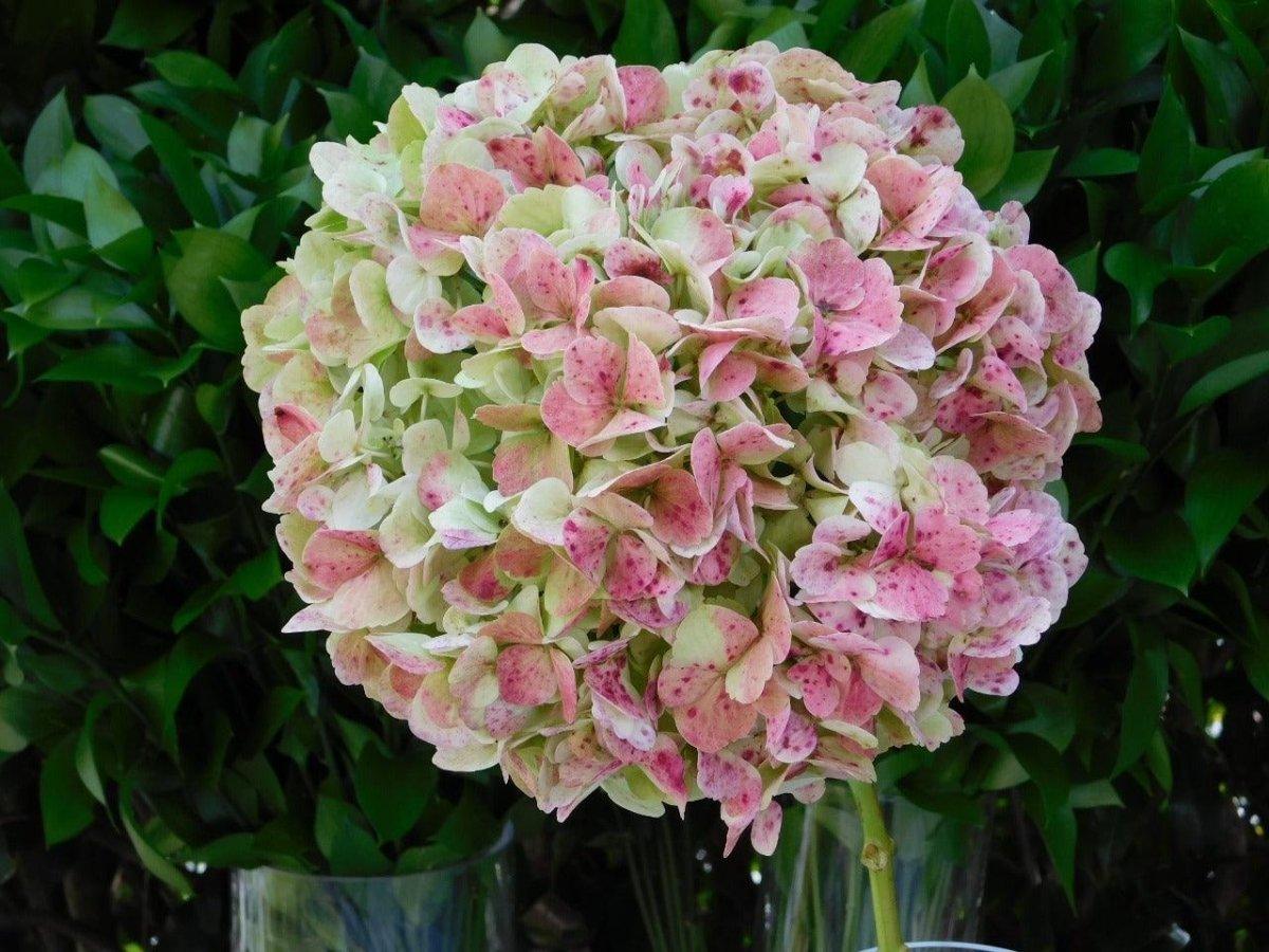 Jumbo Antique Green-Red Hydrangeas - Wholesale - 48LongStems.com