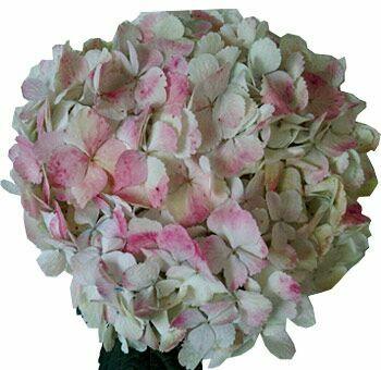 Jumbo Antique Pink-White Hydrangeas - Wholesale - 48LongStems.com