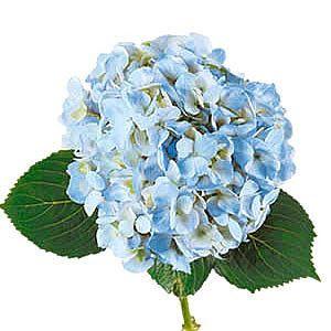 Jumbo Blue Hydrangeas - Wholesale - 48LongStems.com