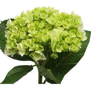 Jumbo Green Hydrangeas - Wholesale - 48LongStems.com