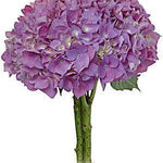 Jumbo Lavender Hydrangeas - Wholesale - 48LongStems.com