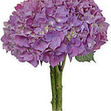 Jumbo Lavender Hydrangeas - Wholesale - 48LongStems.com