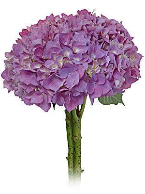 Jumbo Lavender Hydrangeas - Wholesale - 48LongStems.com