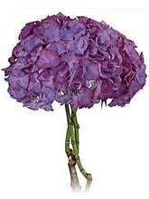 Load image into Gallery viewer, Jumbo Purple Hydrangeas - Wholesale - 48LongStems.com
