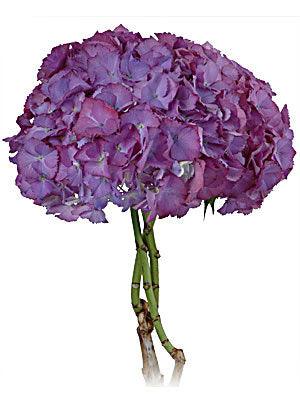 Jumbo Purple Hydrangeas - Wholesale - 48LongStems.com