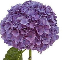 Load image into Gallery viewer, Jumbo Purple Hydrangeas - Wholesale - 48LongStems.com
