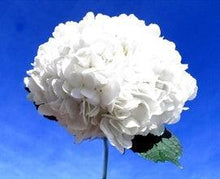 Load image into Gallery viewer, Jumbo White Hydrangeas - Wholesale - 48LongStems.com

