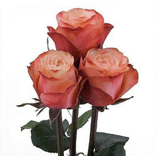 Load image into Gallery viewer, Kahala Garden Style Peach Roses Wholesale - 48LongStems.com

