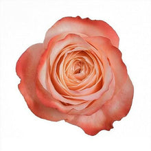 Load image into Gallery viewer, Kahala Garden Style Peach Roses Wholesale - 48LongStems.com
