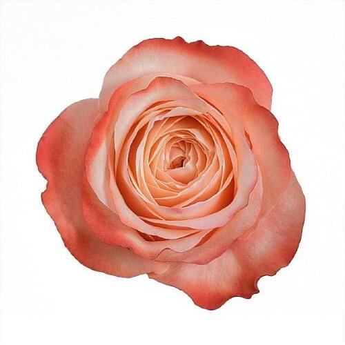Kahala Garden Style Peach Roses Wholesale - 48LongStems.com