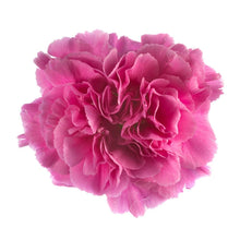 Load image into Gallery viewer, Lavender Carnations - Standard - 48LongStems.com
