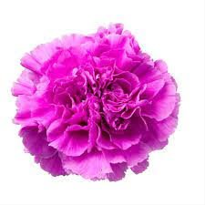 Lavender Carnations - Standard - 48LongStems.com