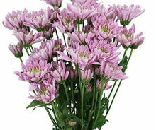Load image into Gallery viewer, Lavender Cushion Mums - 48LongStems.com
