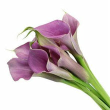 Load image into Gallery viewer, Lavender Mini Calla Lilies - Wholesale - 48LongStems.com
