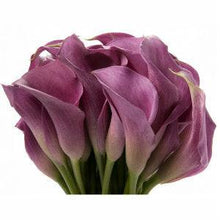 Load image into Gallery viewer, Lavender Mini Calla Lilies - Wholesale - 48LongStems.com
