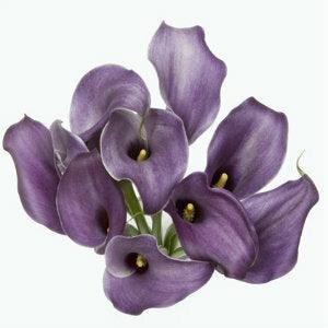 Lavender Mini Calla Lilies - Wholesale - 48LongStems.com