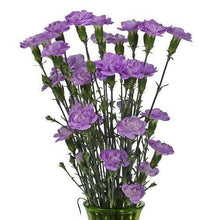 Load image into Gallery viewer, Lavender Mini Carnations - 48LongStems.com
