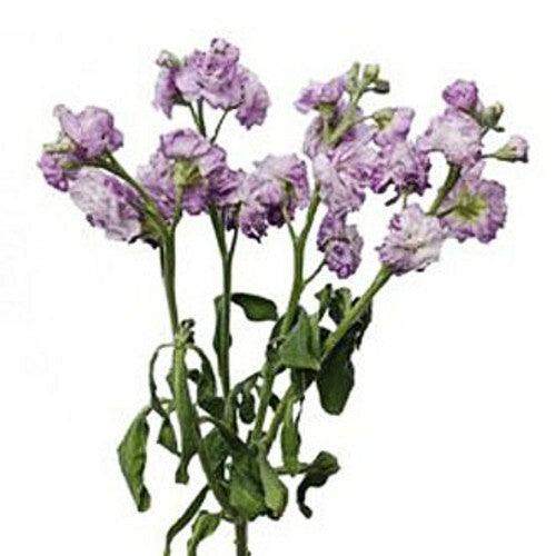 Lavender Spray Stock - 48LongStems.com