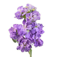 Load image into Gallery viewer, Lavender Stock - 48LongStems.com
