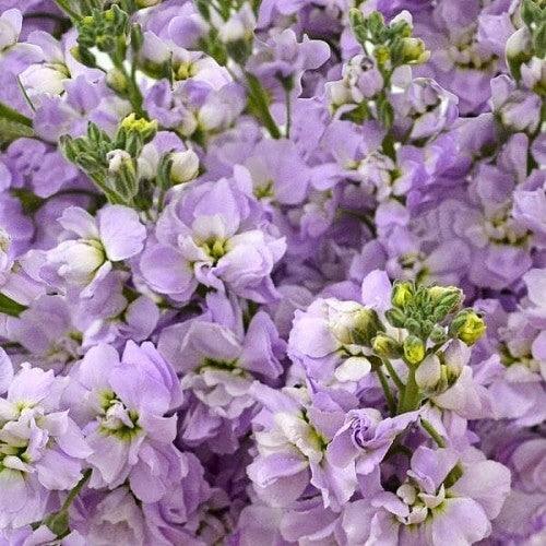 price of lavender flower Wholesale Lavender Stock