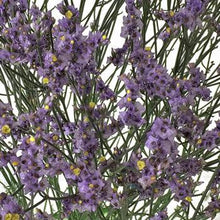 Load image into Gallery viewer, Lavender Tinted Limonium - 48LongStems.com
